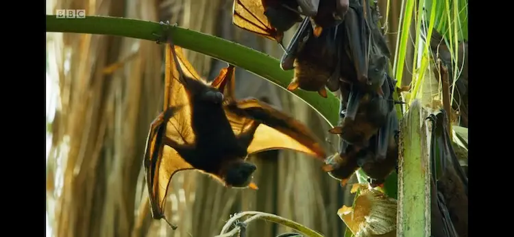 Little red flying fox (Pteropus scapulatus) as shown in Seven Worlds, One Planet - Australia